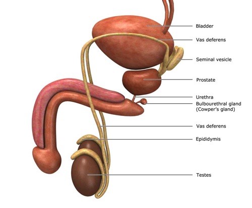 Prostate Gland